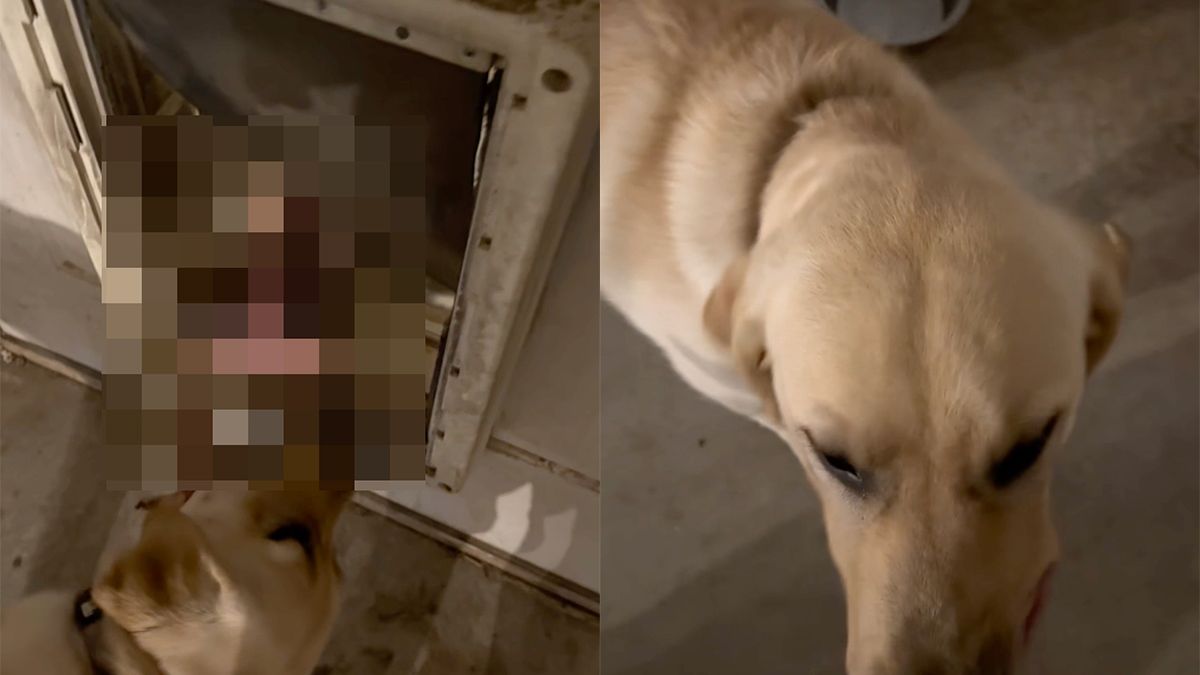 Hond heeft iets heel bijzonders gevonden en laat het trots zien