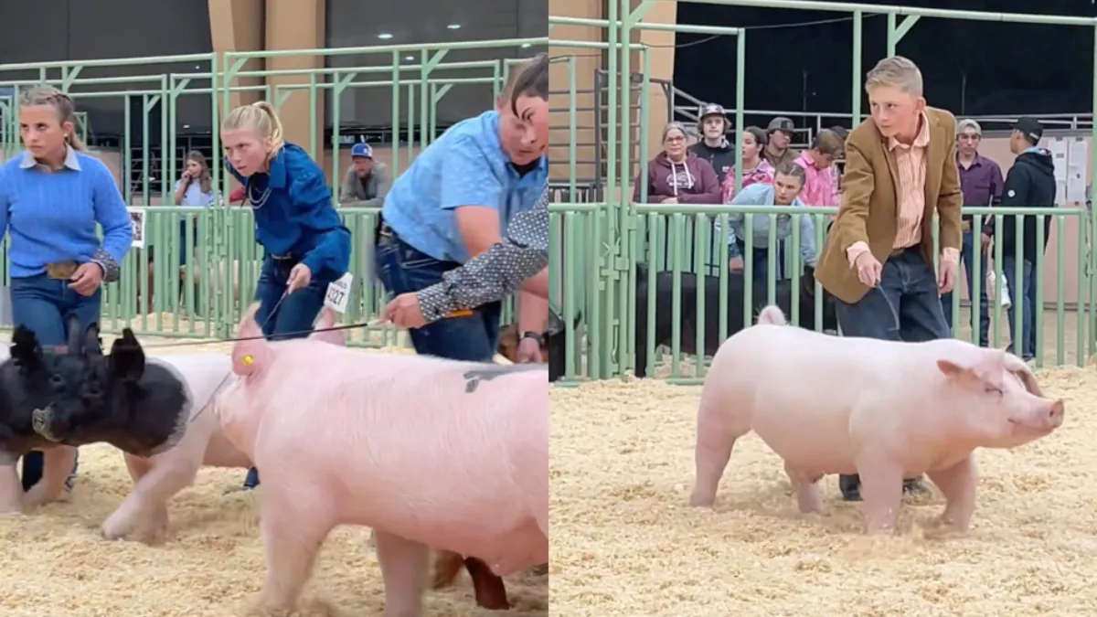 thumb varkens loopje