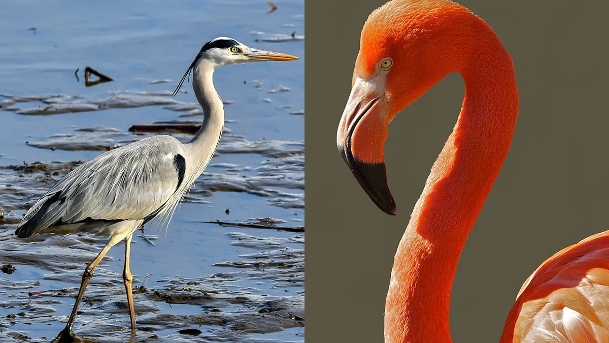 thumb vk amsterdammer belt dierenambulance voor 2 flamingos maar wait for it