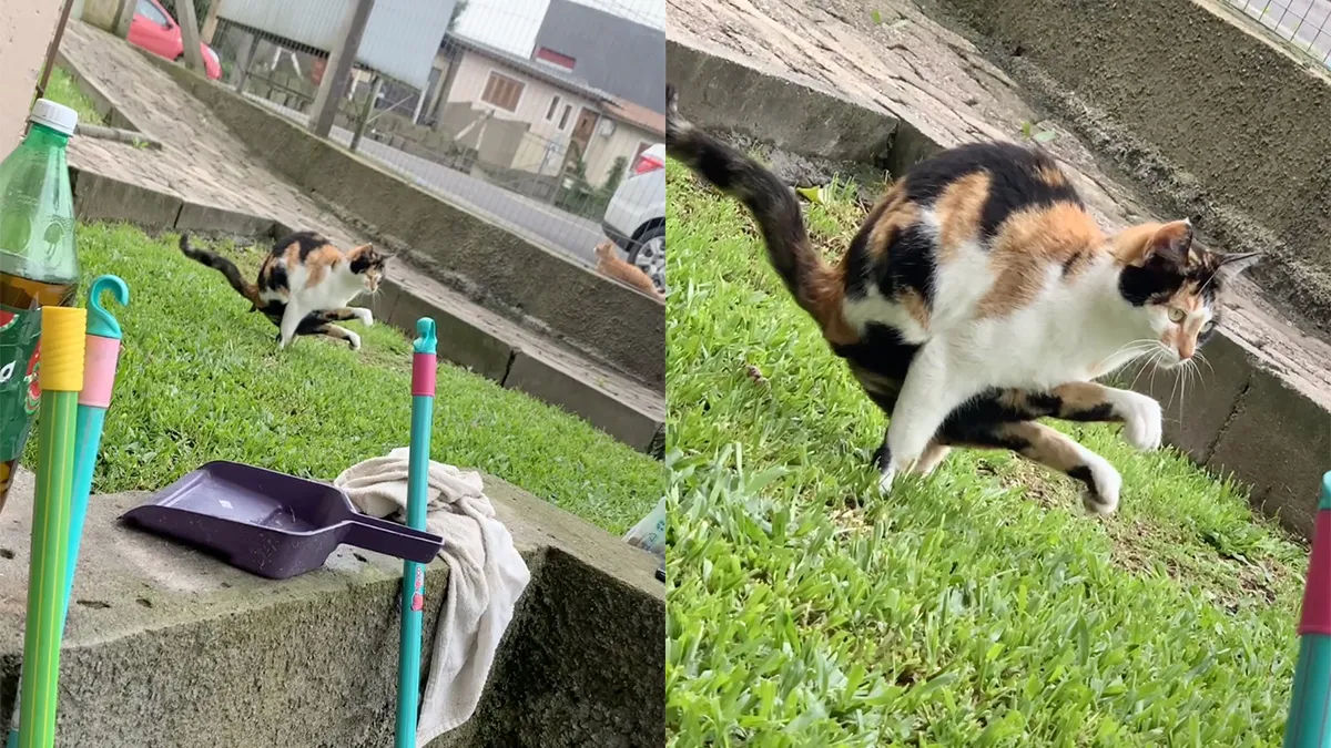 thumb vk deze kat geeft kopjes op een andere manier