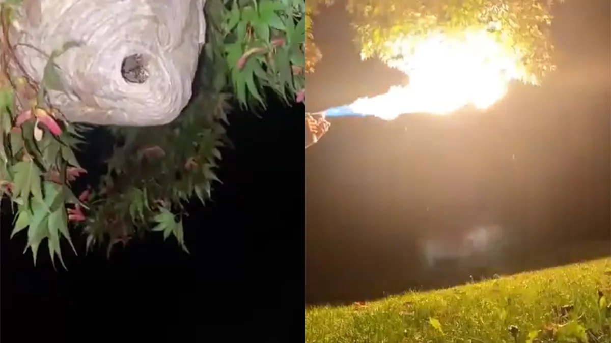 thumb vk verdelger mag aan de slag met klein wespennestje