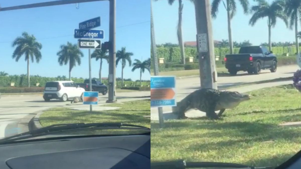 In Fort Myers hoef je soms niet te zoeken naar een flinke alligator