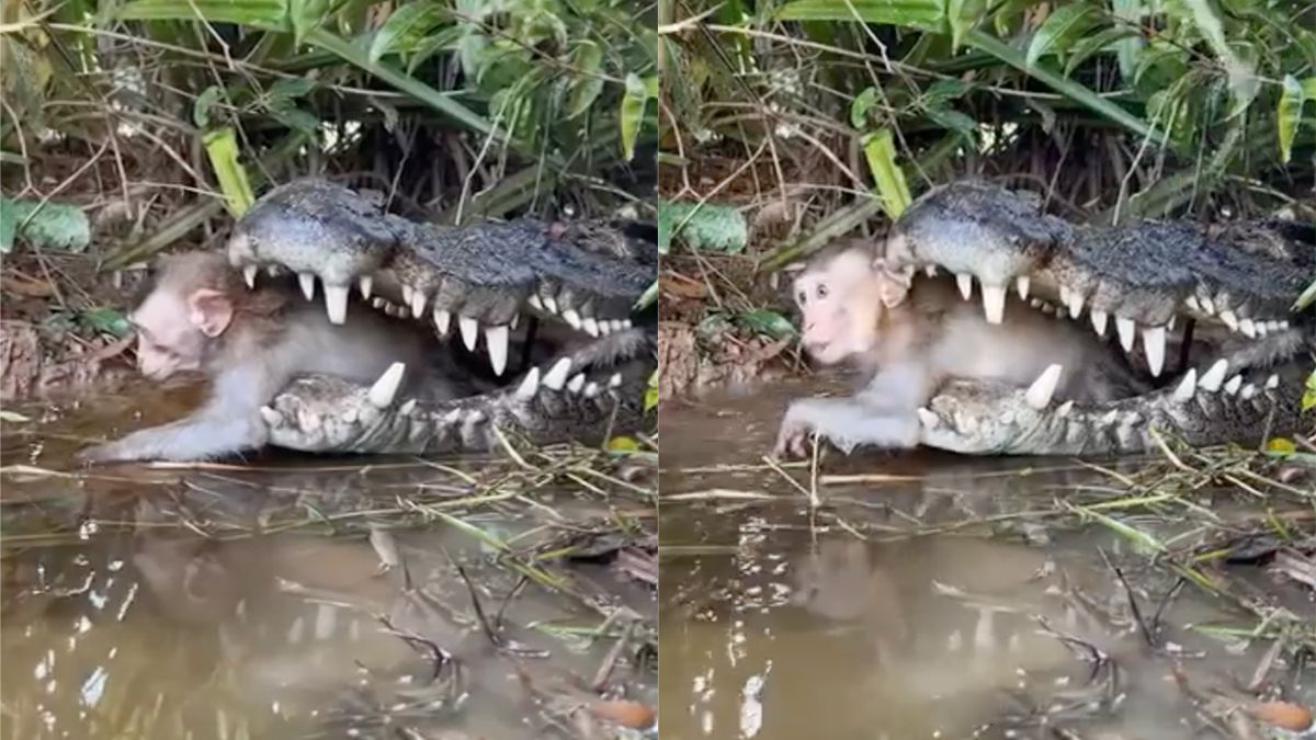 Dag aapje: Deze krokodil heeft zijn avondmaal al gekozen