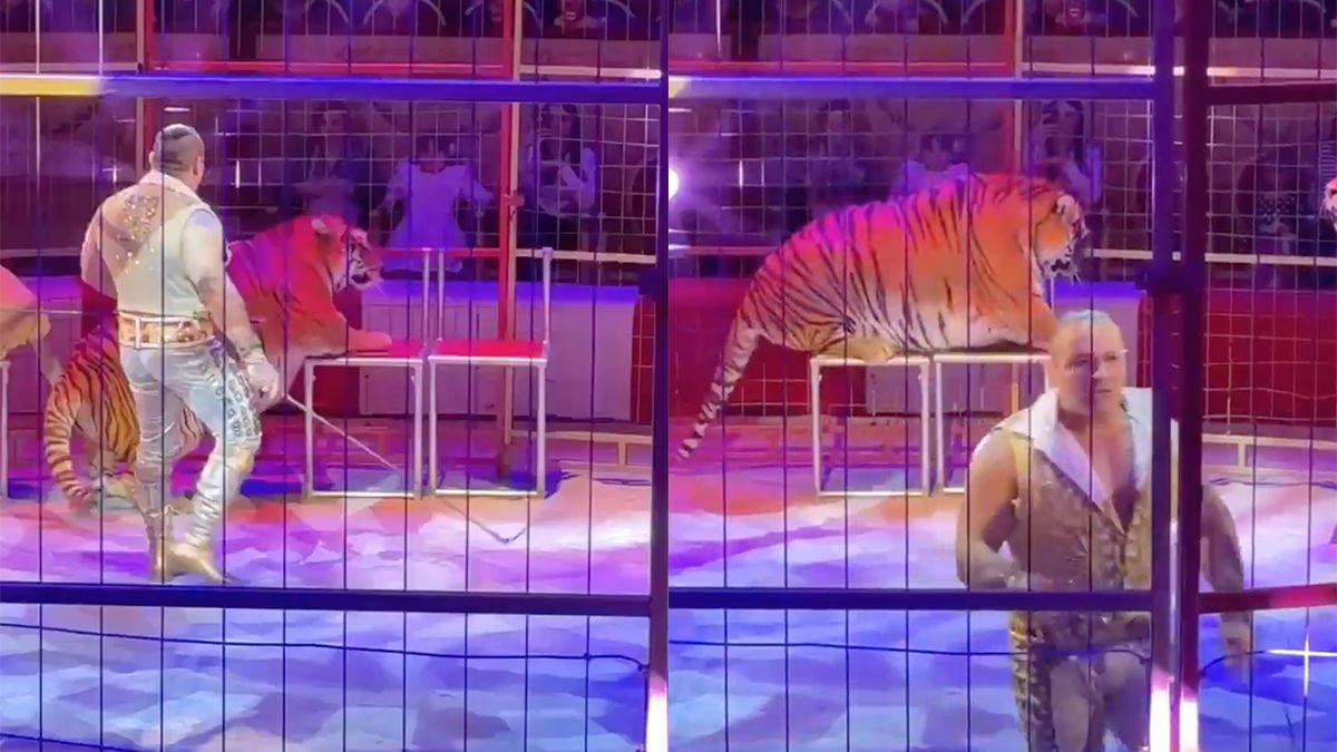 Deze tijger is waarschijnlijk de dikste die in een circus werkt