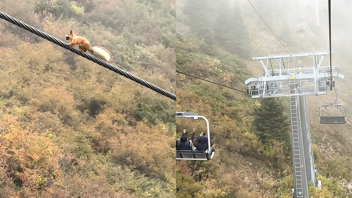 thumb vk eekhoorn moet echt rennen voor zijn leven op een kabelbaan