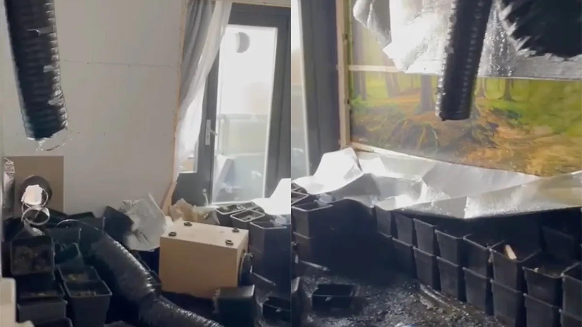 thumb vk een wietplantage opruimen is een heel specialistisch klusje