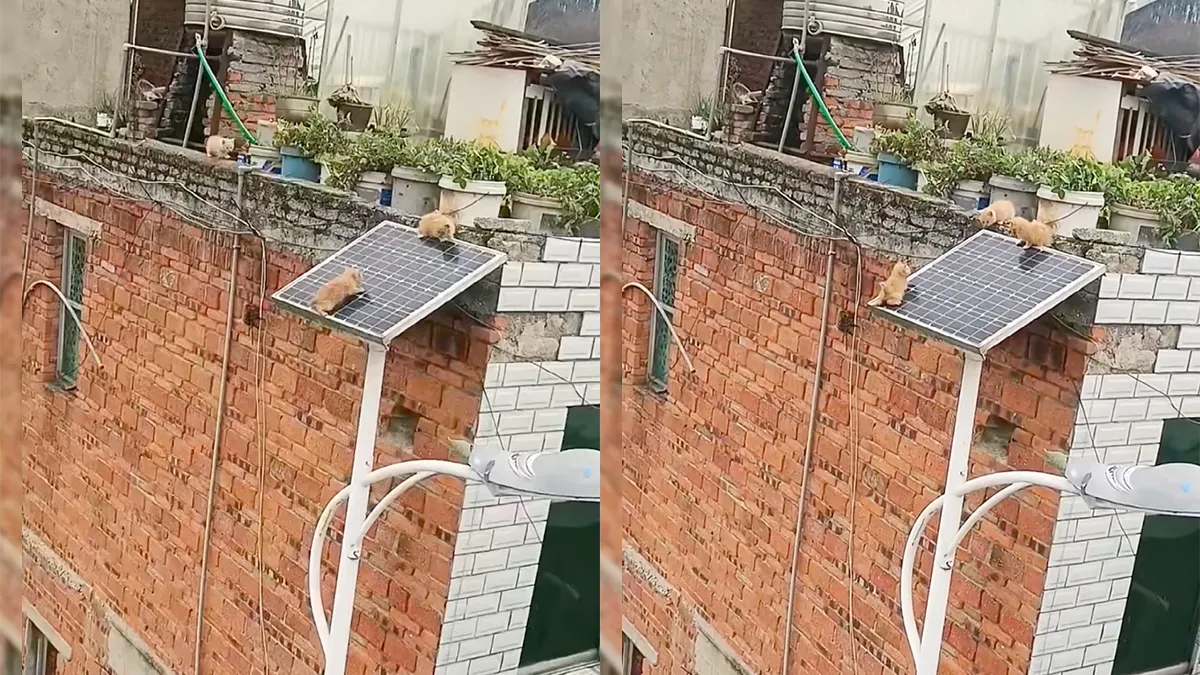thumb vk iedere kattenhater laat zo snel mogelijk zonnepanelen installeren