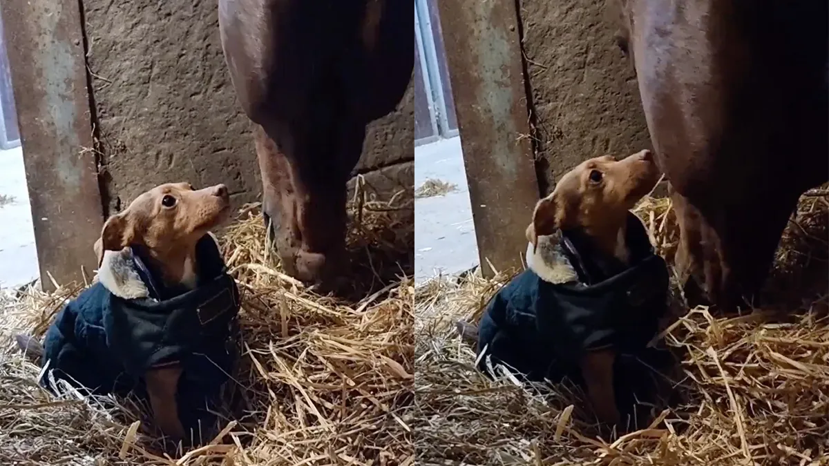 thumb vk niets staat tussen een paard en zijn hooi
