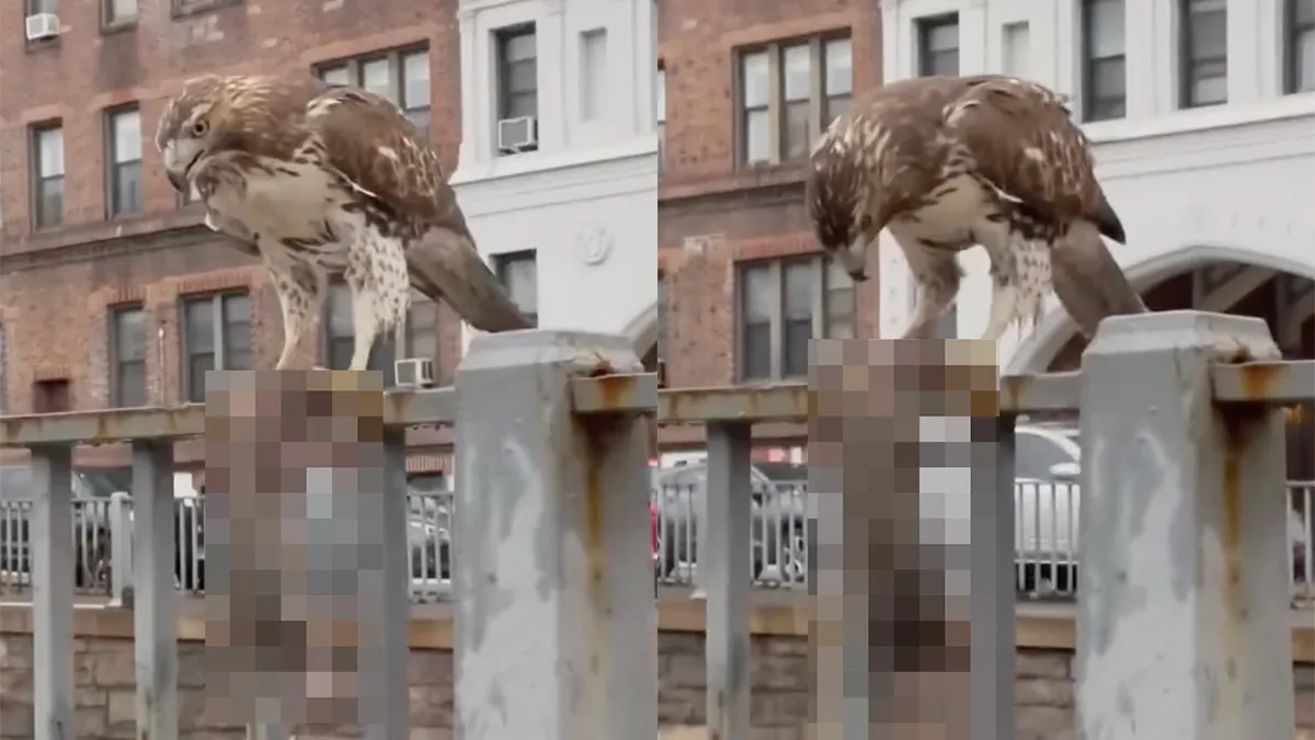 thumb vk roodstaartbuizerd heeft een lekker hapje gevonden