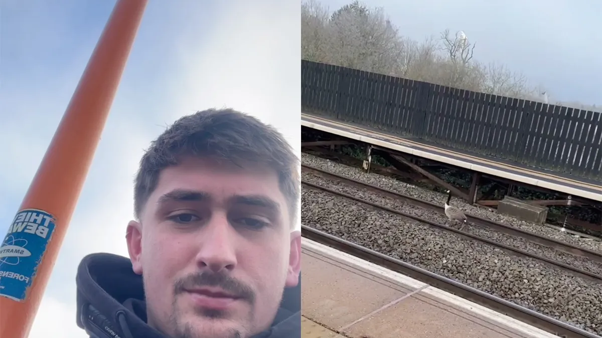 thumb vk tranentrekkend verhaal over een gans zo zielig