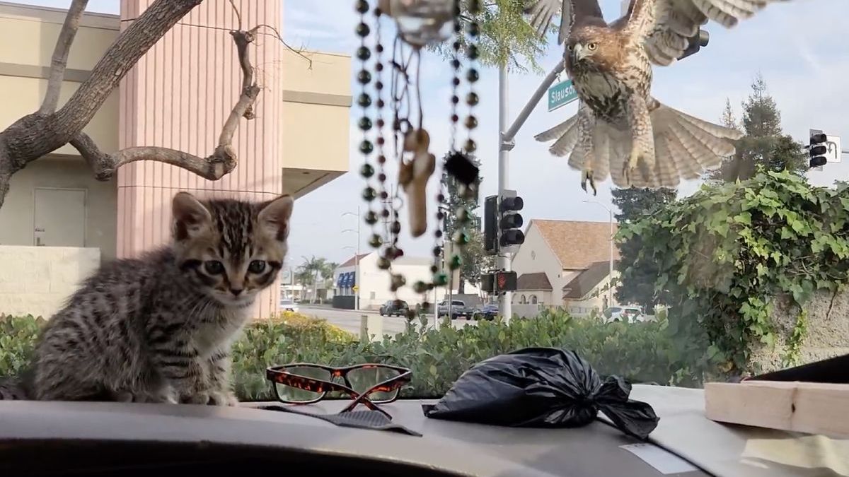 Aaawww, schattig: kitten is gered dankzij de voorruit