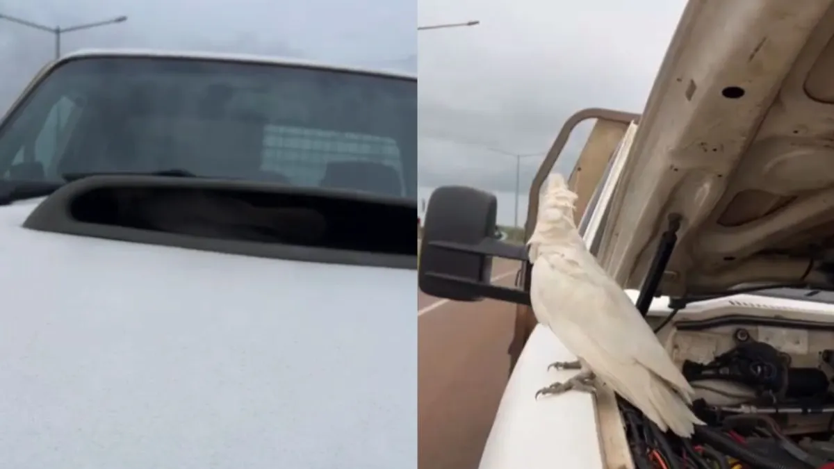 thumb aussie wildlife hood