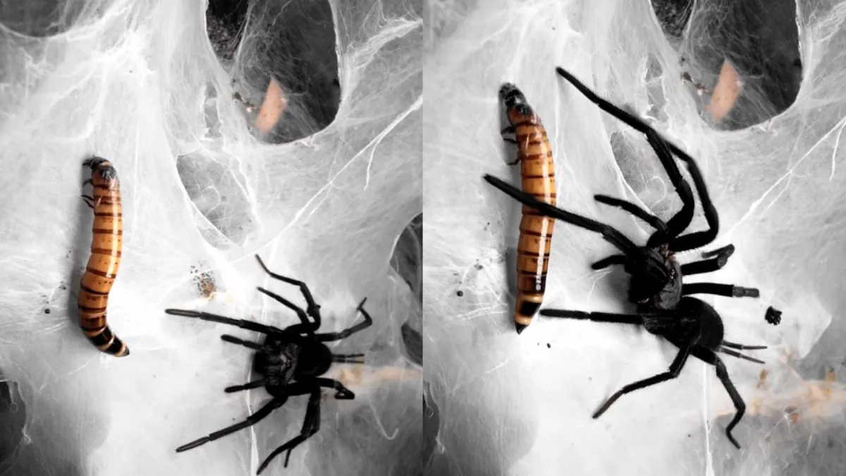 thumb spinnen na man