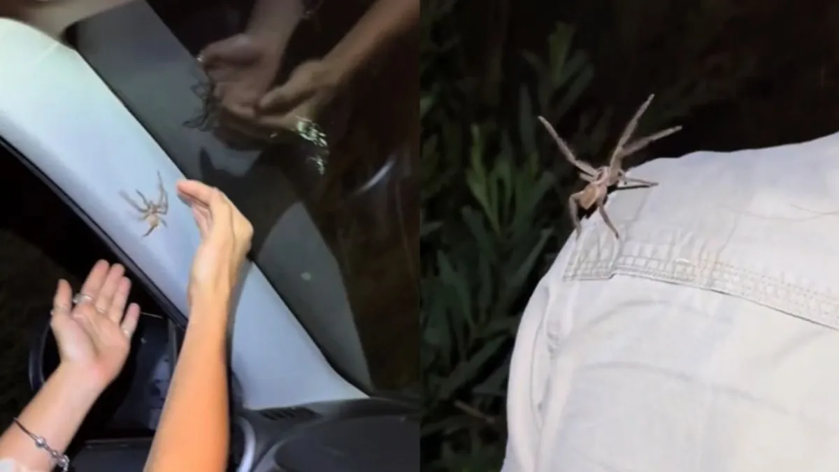 thumb spinnie down under