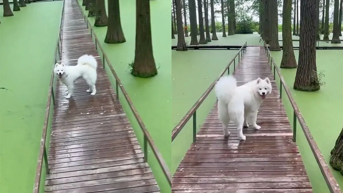 thumb vk hondje weet niet of het nu water of gras is