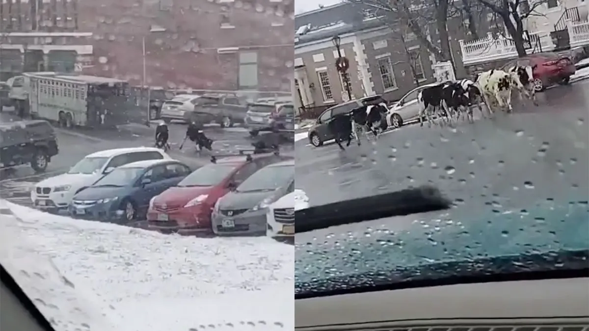 thumb vk koeien hebben het wel gezien en gaan de stad in