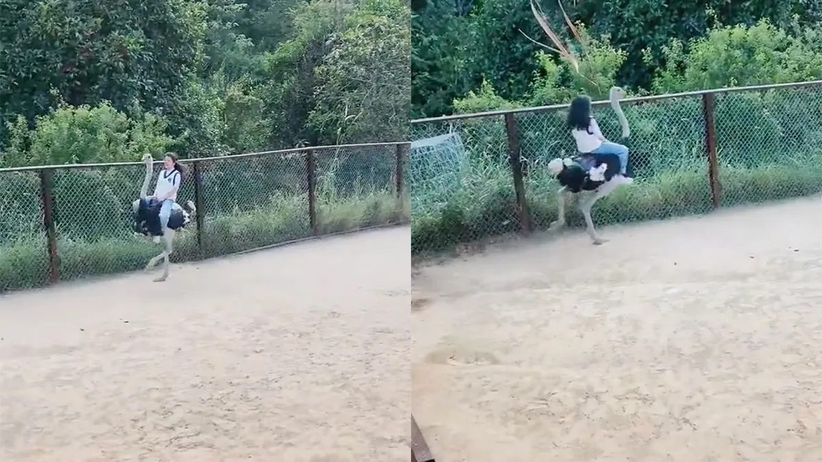 thumb vk maak een ritje op een struisvogel zeiden ze dat is leuk zeiden ze ze hadden ongelijk