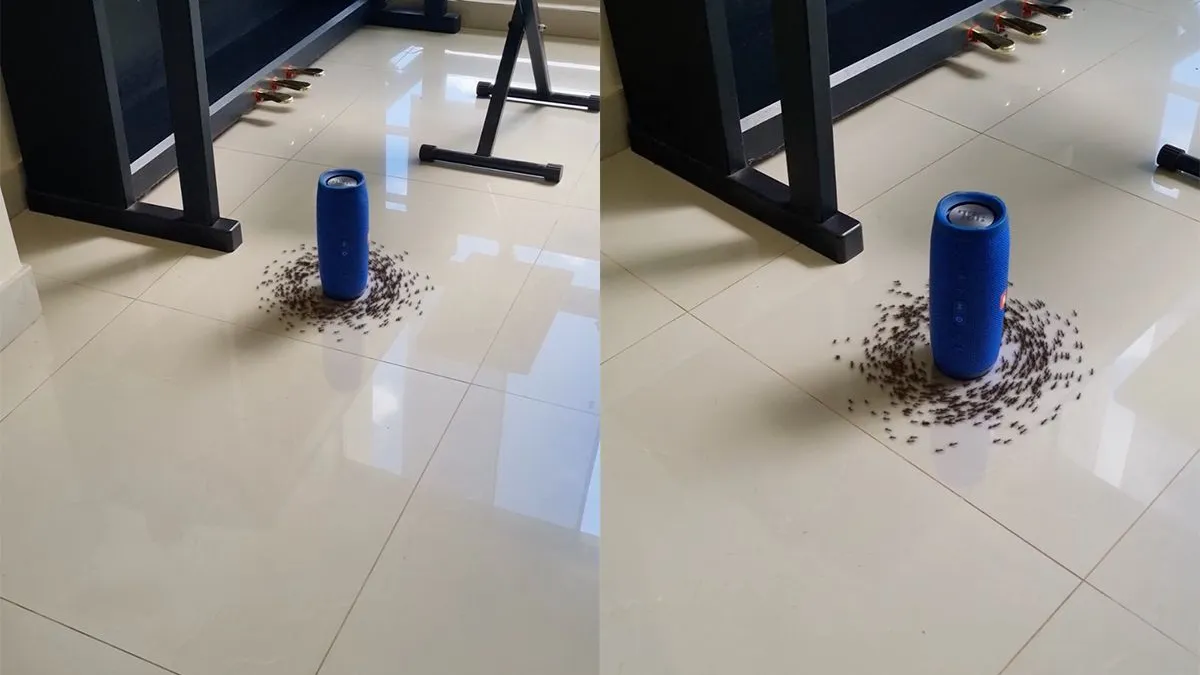 thumb vk mieren zijn gek op acdc