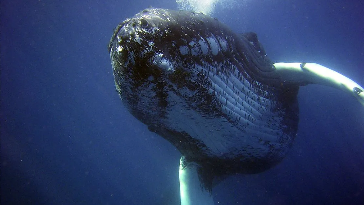 thumb vk nederlandse fotograaf legt bellenblazende bultruggen vast bij antarctica