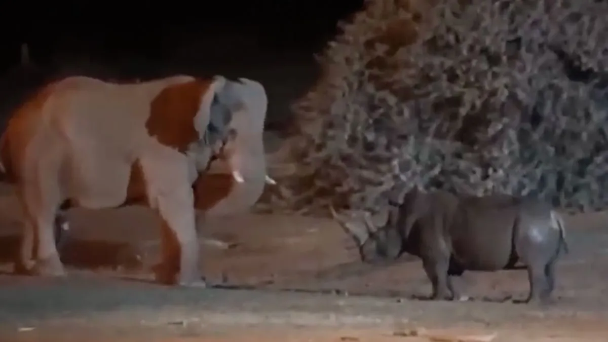 thumb vk neushoorn weet nu ook dat je niet het gevecht aan moet gaan met een olifant