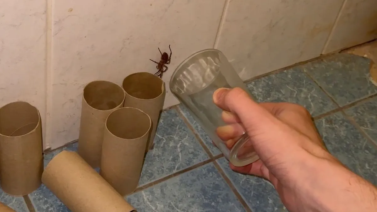 thumb vk nieuwe bewoner in huis vierde valse wolfspin in twee dagen