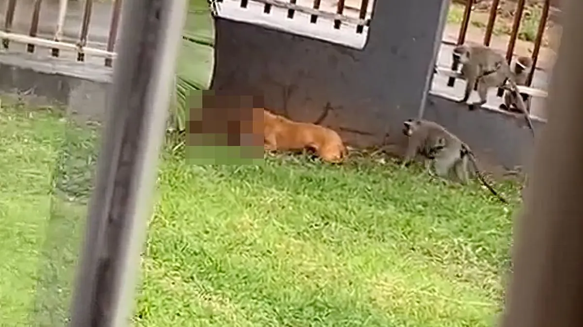 thumb vk ondertussen in zuid afrika hond zoe stuurt aapje naar eeuwige jachtvelden
