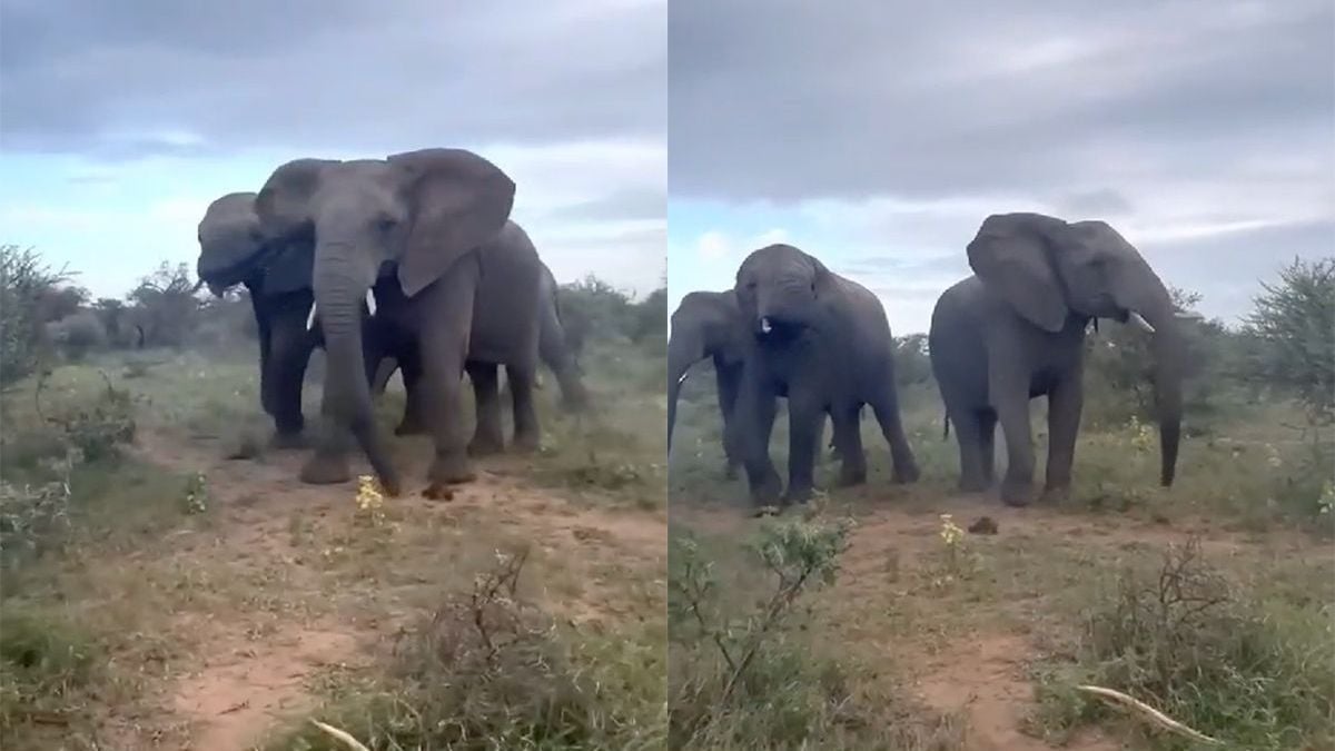 Op safari: zo dichtbij komt een olifant nooit