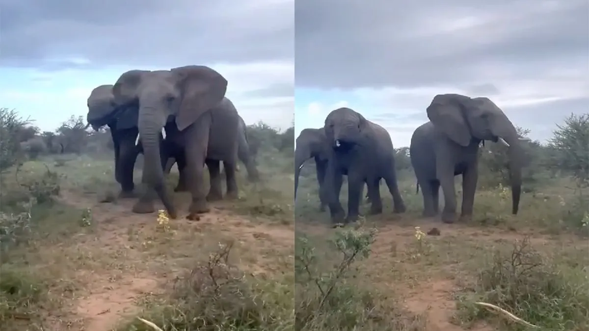 thumb vk op safari zo dichtbij komt een olifant nooit