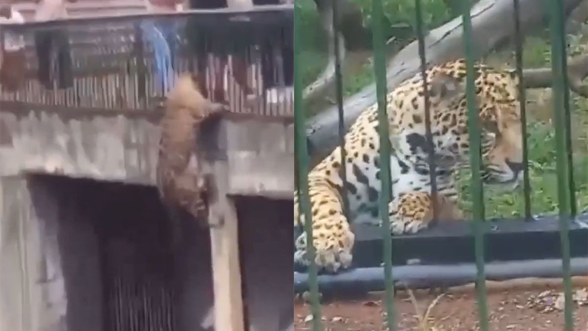 Prioriteit 1 voor dierentuin 'Zoológico de Brasília' is jaguar verblijf beter beveiligen