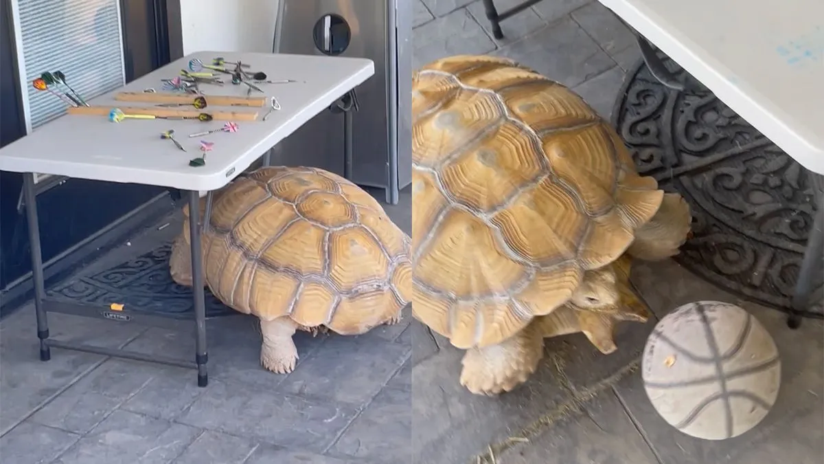 thumb vk schildpad speelt met bal