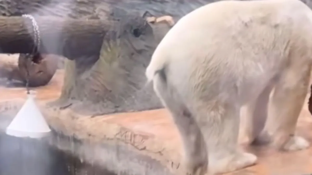 thumb vk zin in een colaatje wacht even op de ijsbeer