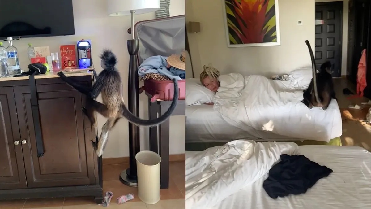 thumb vk aapje komt op visite in hotelkamer in mexico