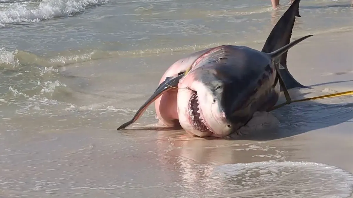 thumb vk bijzonder enorme zwangere mensenhaai spoelt aan in florida