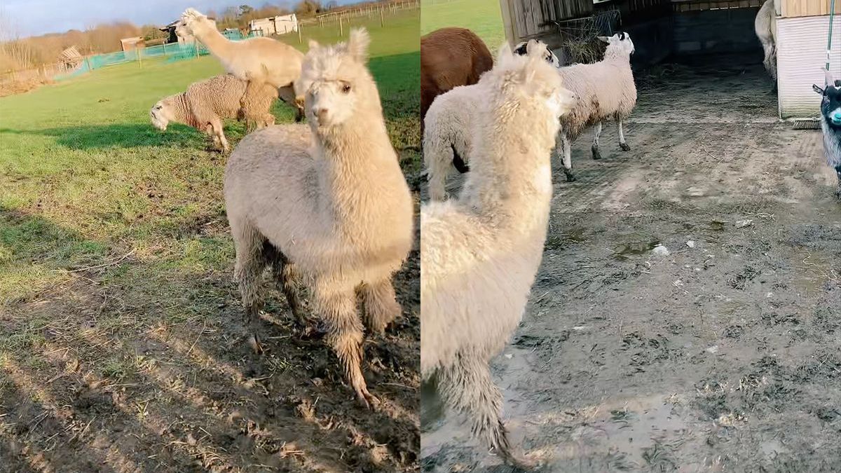 Eric de Alpaca is hitsig en zorgt voor chaos op de boerderij