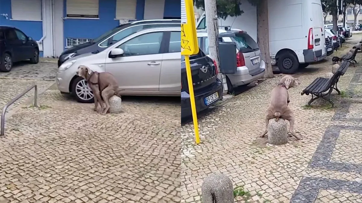 thumb vk goed getrainde hond legt m gewoon op het paaltje neer