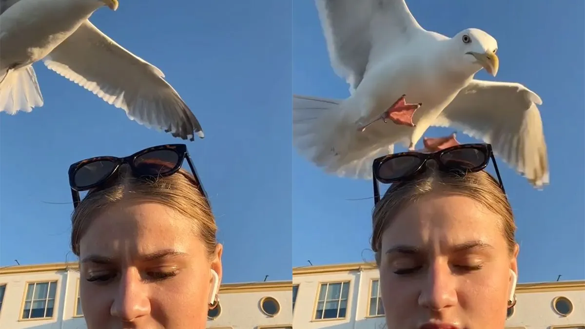 thumb vk het ene moment eet je een visje het andere moment ga je viraal door aanvallende meeuw