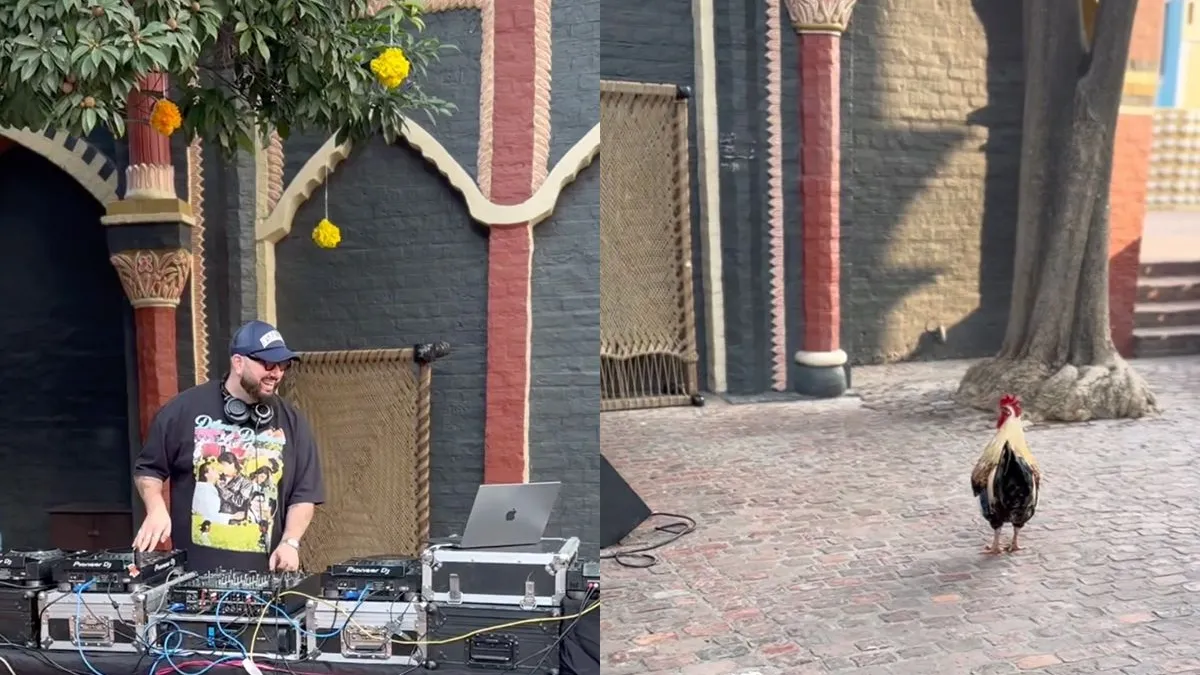 thumb vk hitsige haan denkt dat scratchende dj lokgroep is van een lekker chickie