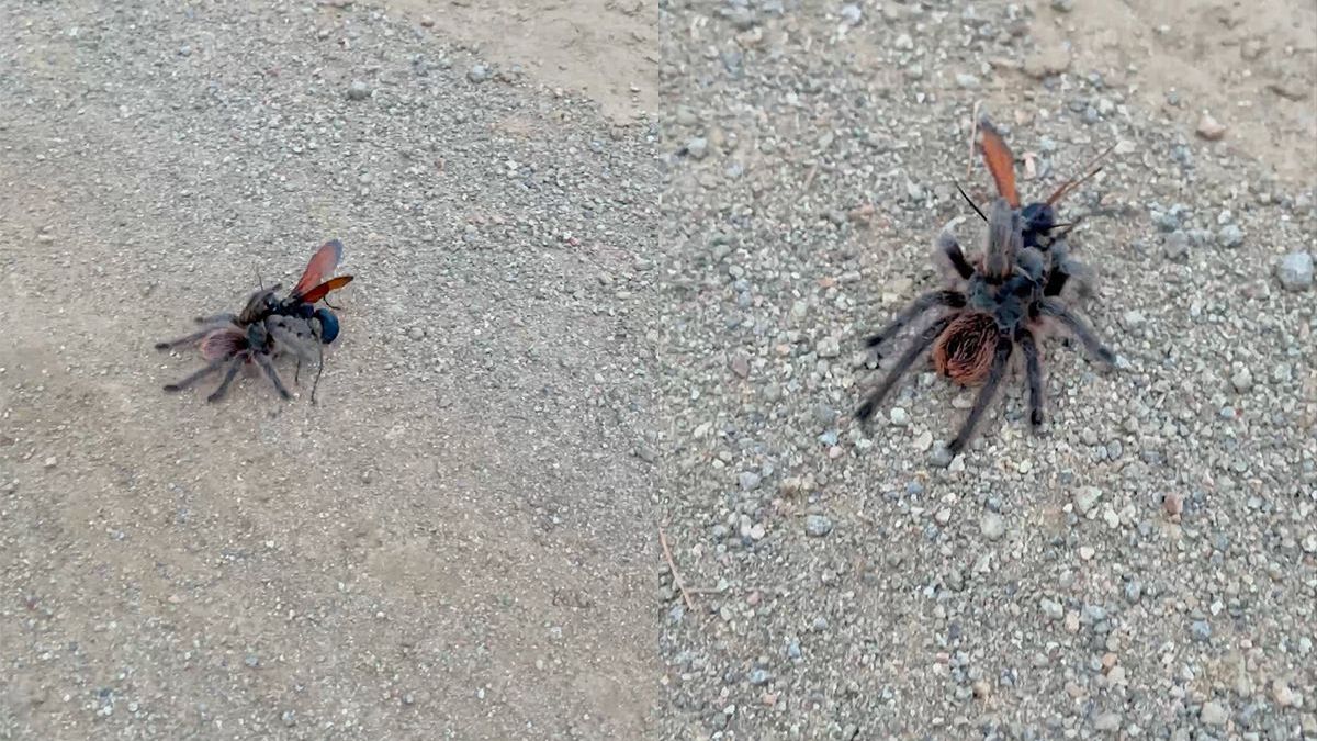 Nog meer exotisch ongedierte: de tarantula-havik wil je niet bij je