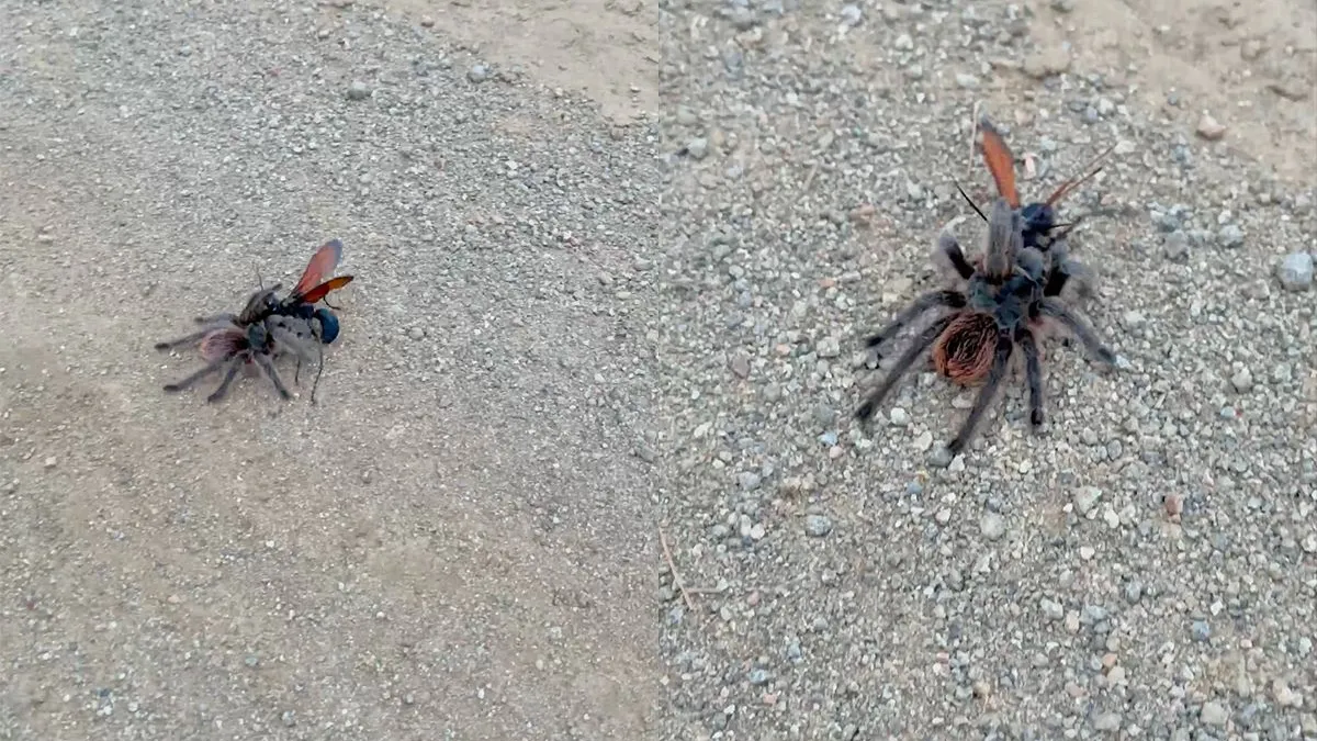 thumb vk nog meer exotisch ongedierte de tarantula havik wil je niet bij je