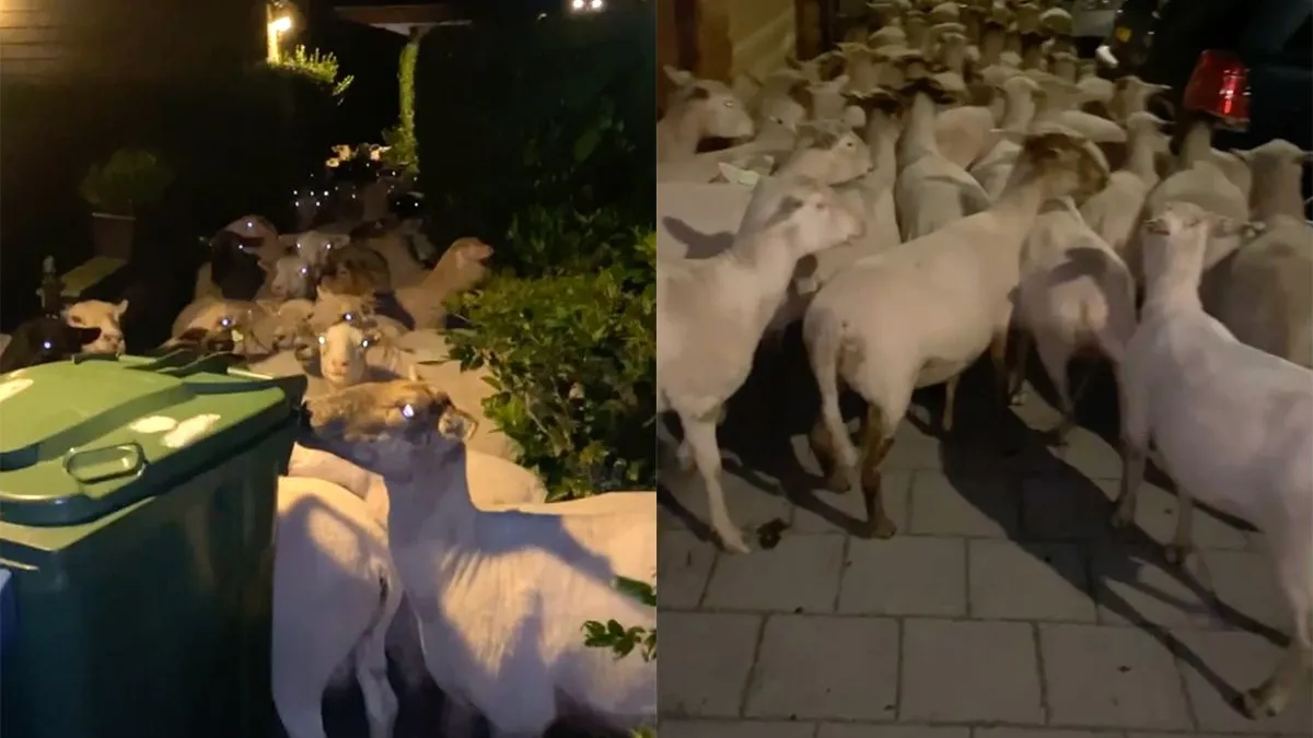 thumb vk ondertussen in rotterdam zuid staat er ineens een kudde schapen in je voortuin