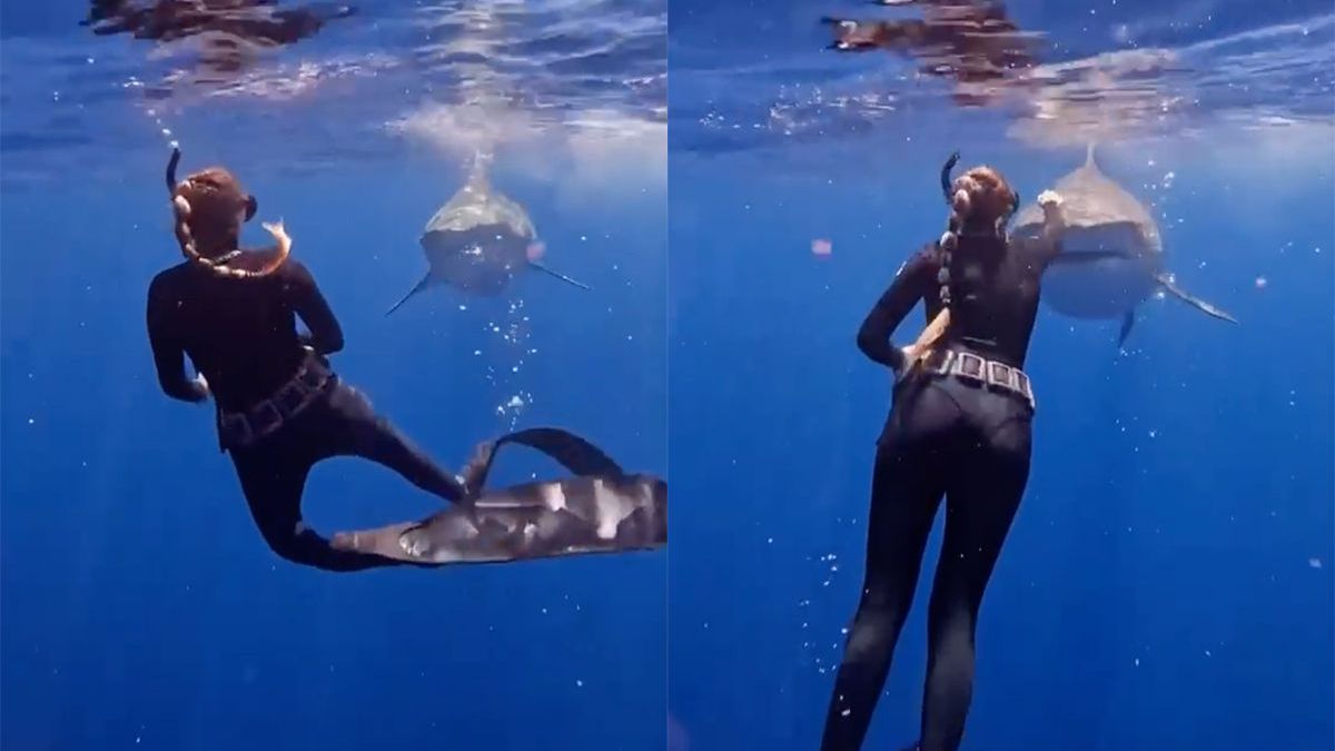 Vakantie tip: Zwem nooit weg van een haai