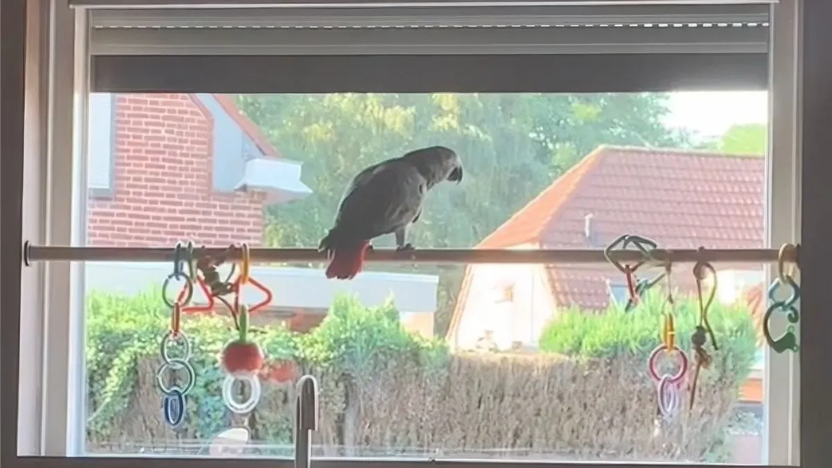 thumb vk vogel heeft te veel gehoord nu heeft baasje een probleem