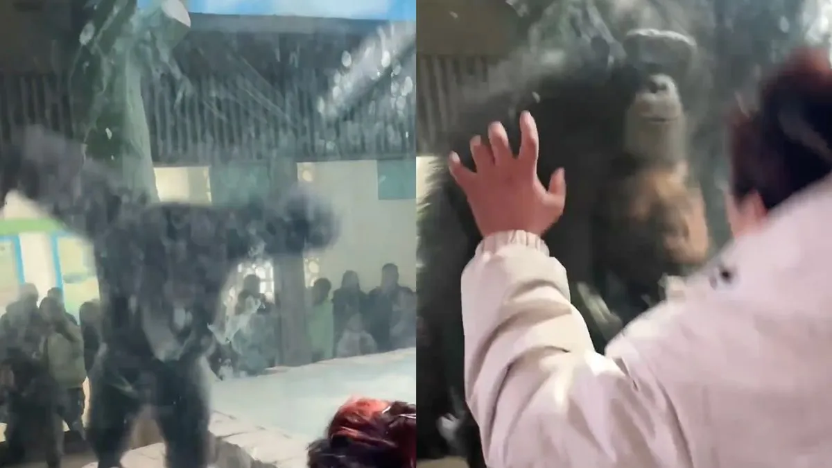 thumb vk zonder glas ertussen zou hij dit gevecht met een aap nooit winnen