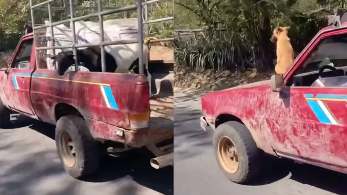 thumb hoind el salvador