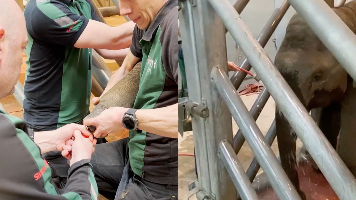 75 centimeter lange stok vast in slurf olifant in Dierenpark Amersfoort