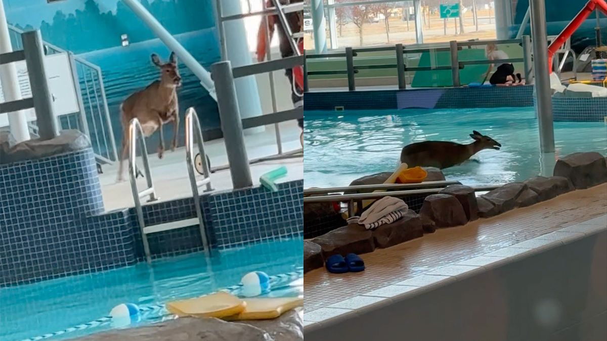 Bambi gaat voor zijn zwemdiploma A