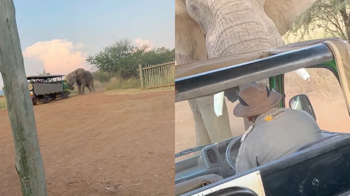 thumb vk olifant vs karretje op safari een spannende wedstrijd