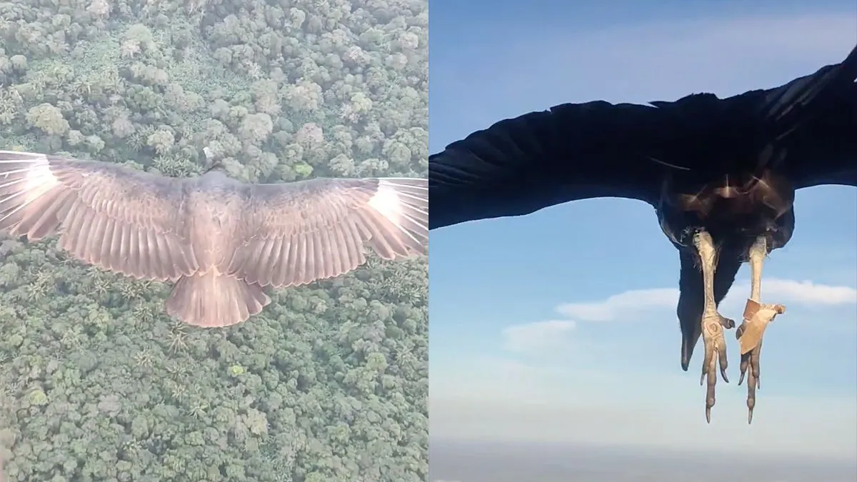 thumb vk once in a lifetime experience met een roofvogel is wel heel gaaf
