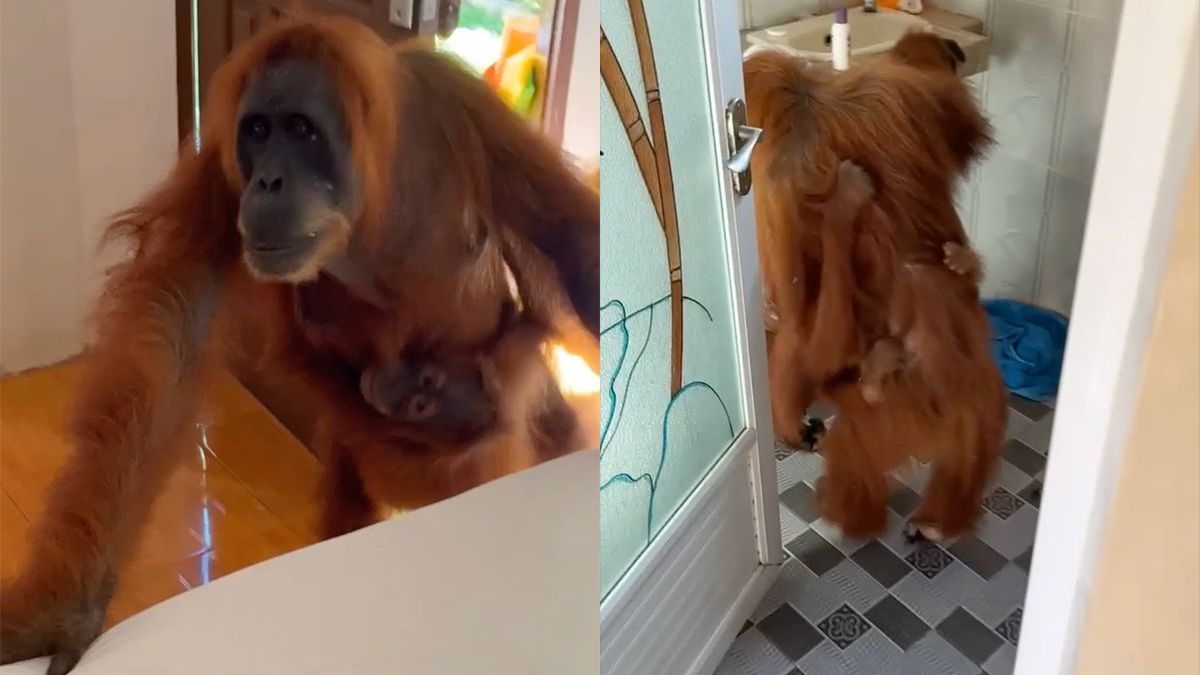 Orang-oetan komt gezellig logeren in Indonesië