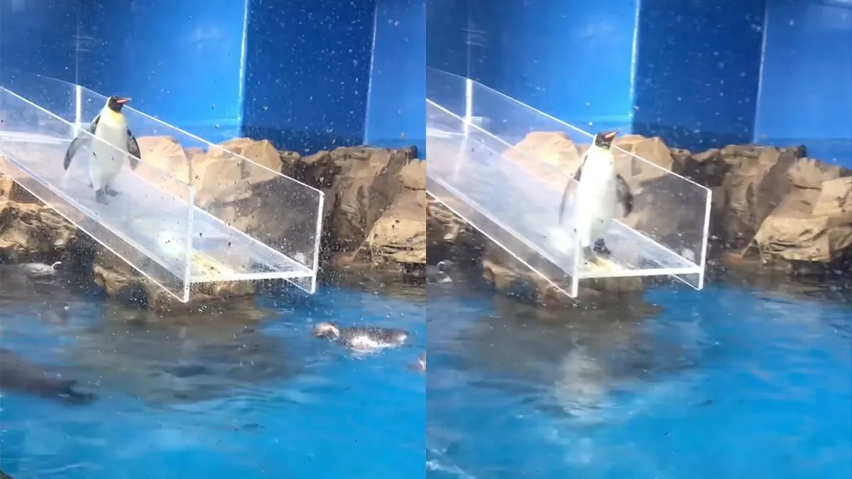 thumb vk pinguin is een beetje zielig na fail voor hele groep mensen